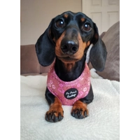 Old Garden Bloom Dog Harness