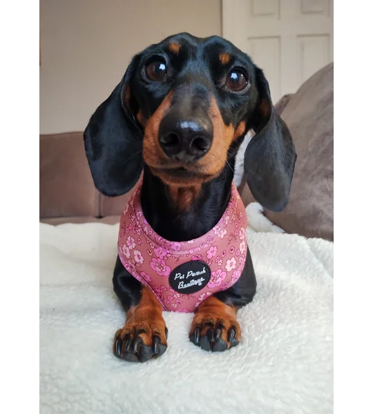 Olde Garden Bloom Dog Harness