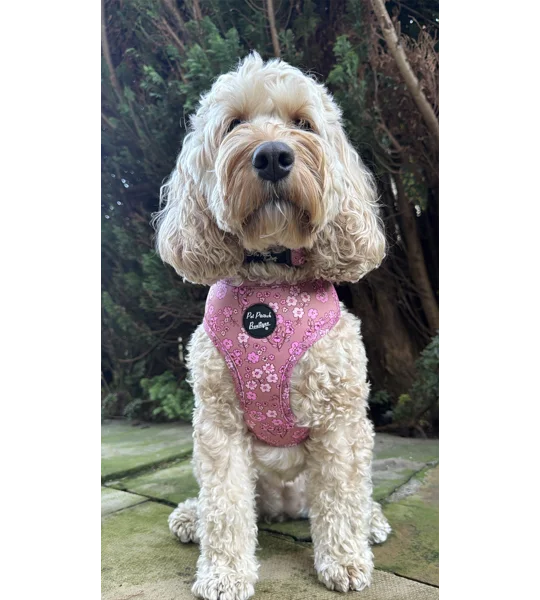 Olde Garden Bloom Dog Harness