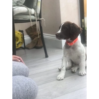 ORANGE Biothane Dog Lead