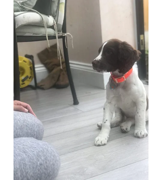 ORANGE Biothane Dog Lead