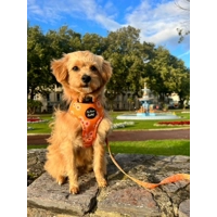 Orange Daisies Dog Harness