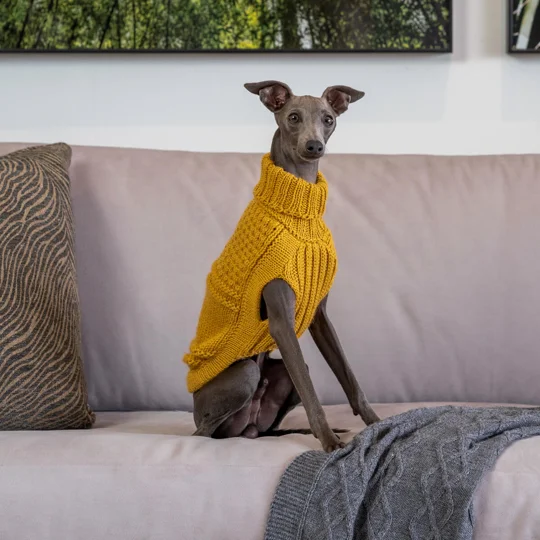 Oscar Block Mustard ALQO WOOL DOG JUMPER - ALQO WASI