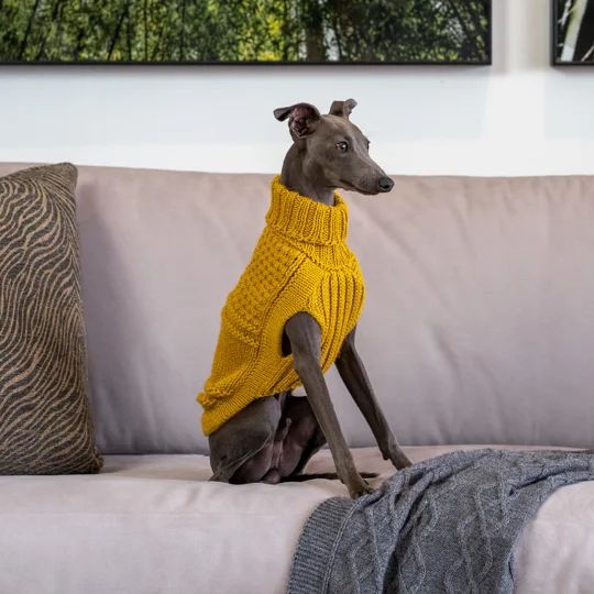 Oscar Block Mustard ALQO WOOL DOG JUMPER - ALQO WASI
