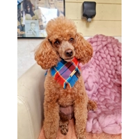 Frayed Paddys Plaid Plaid Bandana - Scamps