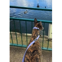 Pastel Purple Cord Dog Collar