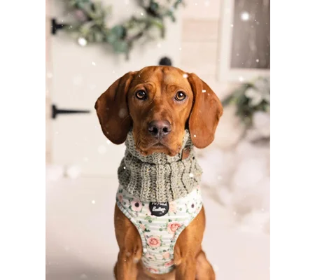 Sage Green Roll Top Dog Snood