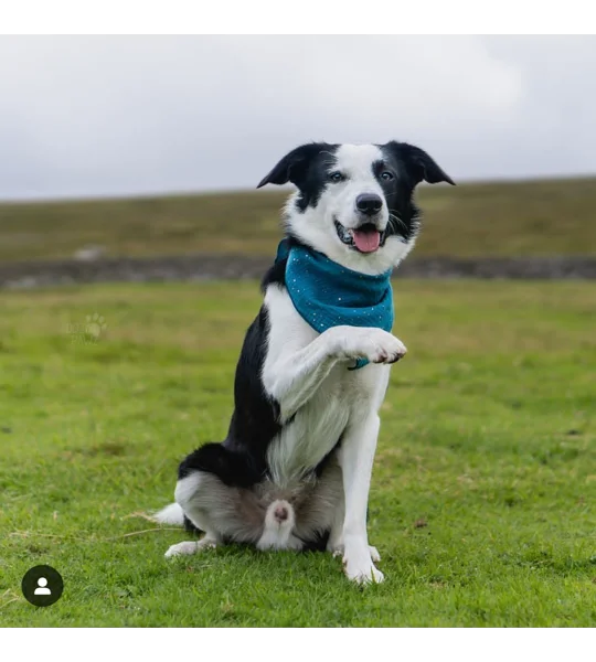 Petrol Blue & Gold Dog Bandana