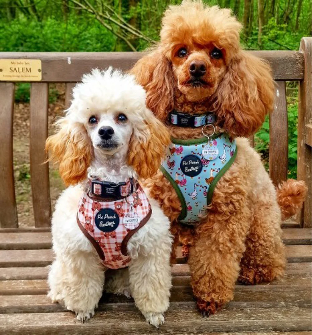 Two poodles on a bench wearing Pet Pooch Boutique harnesses