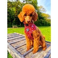 Poppy Toadstool Polkas Flower Collar Attachment