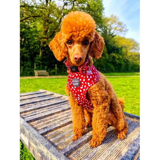 Poppy Toadstool Polkas Dog Collar - OPTIONAL Bow Tie/Flower ACCESSORY