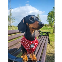 Poppy Toadstool Polkas Dog Harness  - optional bow tie/flower accessory