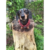 Poppy Toadstool Polkas Dog Harness  - optional bow tie/flower accessory