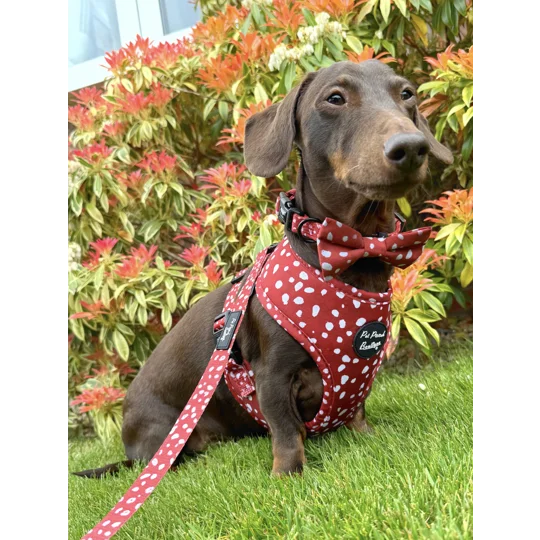 Poppy Toadstool Polkas Dog Collar - OPTIONAL Bow Tie/Flower ACCESSORY