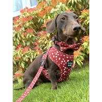 Poppy Toadstool Polkas Dog Harness  - optional bow tie/flower accessory