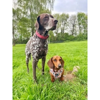 Poppy Toadstool Polkas Dog Collar - OPTIONAL Bow Tie/Flower ACCESSORY