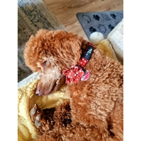 Poppy Toadstool Polkas Flower Collar Attachment