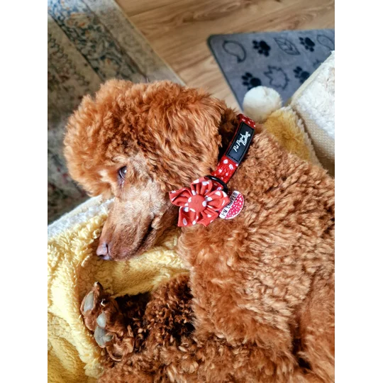 Poppy Toadstool Polkas Dog Collar - OPTIONAL Bow Tie/Flower ACCESSORY