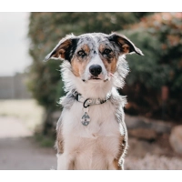 Pretty Little Pastel Green Daisies Custom ID Dog Tag - NEW STYLE