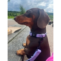 Pastel Purple Cord Dog Collar