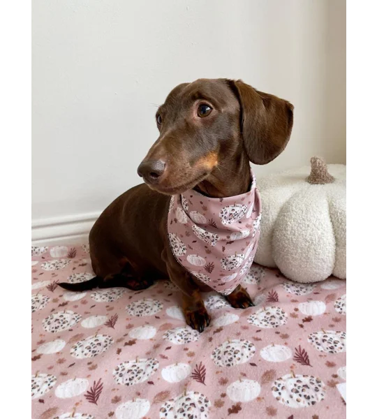 Pumpkin Leopard Latte Dog Bandana