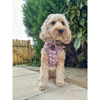 Pumpkin Leopard Latte Dog Collar