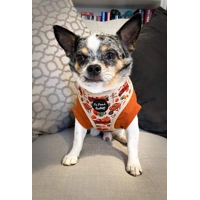 Pumpkin Patch Cart Dog Harness