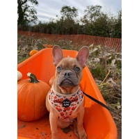 Pumpkin Patch Cart Dog Harness