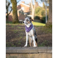 Purple Revival Polka Dot Dog Bandana