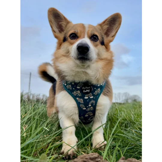 Rainbows In The Forest (Sea Green) Dog Harness