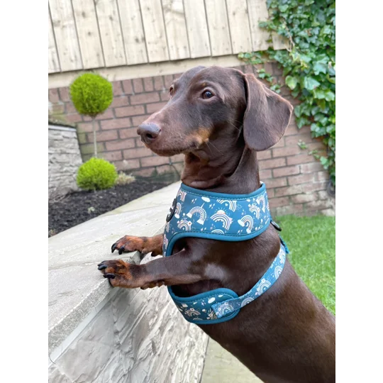 Rainbows In The Forest (Sea Green) Dog Harness
