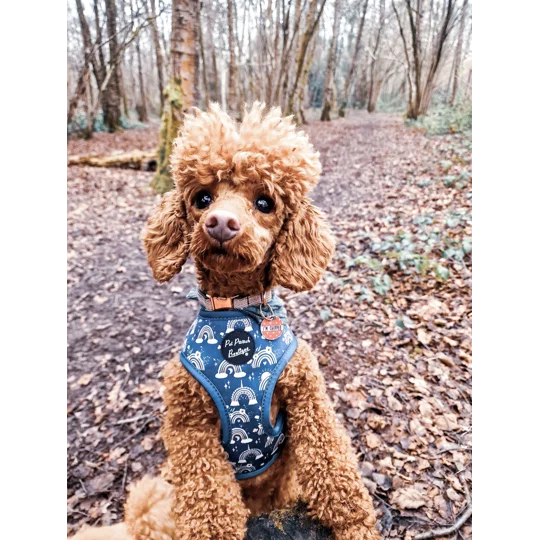 Rainbows In The Forest (Sea Green) Dog Harness