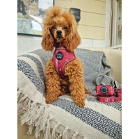 Red Titan Dog Harness