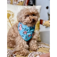 Rosie Rose Teal Dog Bandana