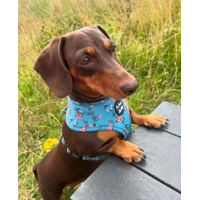 Rosie Rose Cornflower Blue Floral Dog Harness