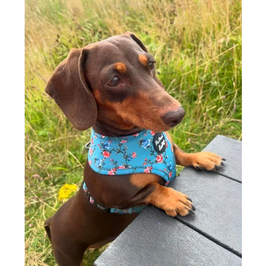 Rosie Rose Cornflower Blue Floral Dog Harness