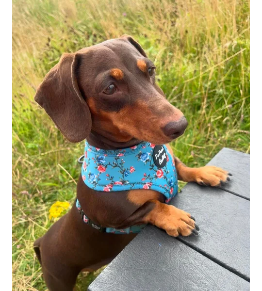 Rosie Rose Cornflower Blue Floral Dog Harness