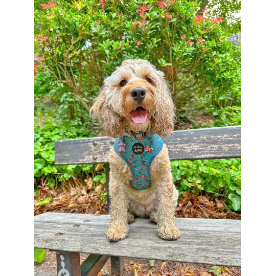 Rosie Rose Cornflower Blue Floral Dog Harness