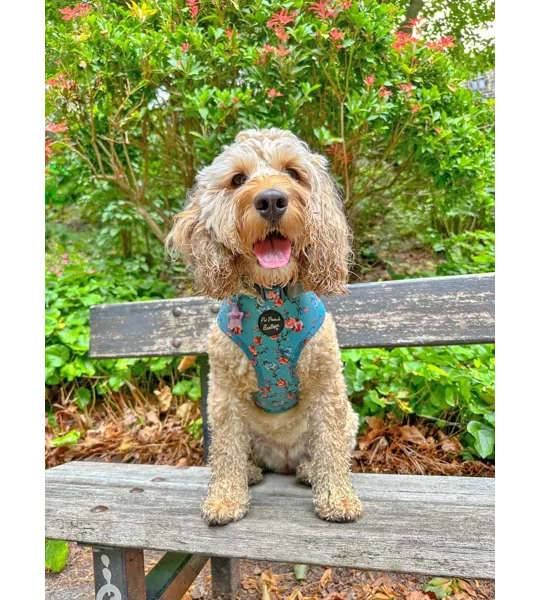 Rosie Rose Cornflower Blue Floral Dog Harness