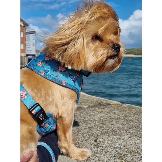 Rosie Rose Cornflower Blue Floral Dog Harness