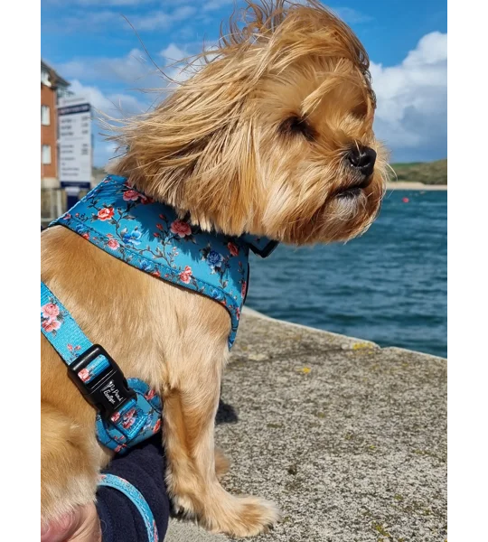 Rosie Rose Cornflower Blue Floral Dog Harness