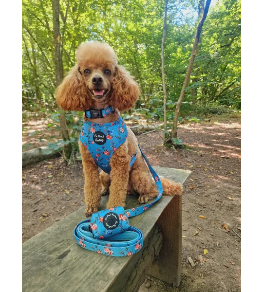 Rosie Rose Cornflower Blue Floral Dog Harness