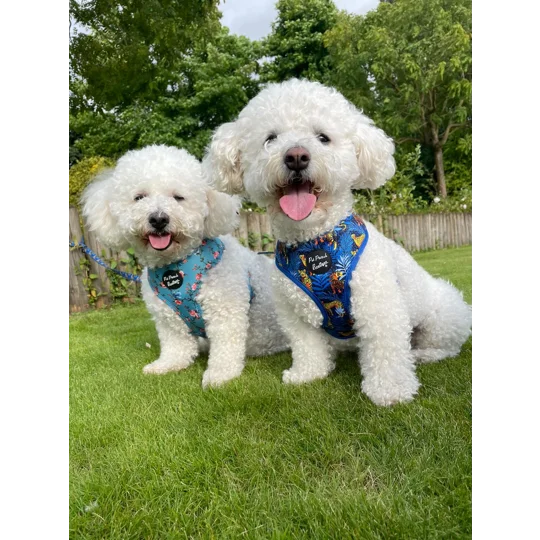 Rosie Rose Cornflower Blue Floral Dog Harness