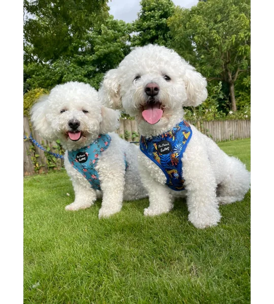 Rosie Rose Cornflower Blue Floral Dog Harness