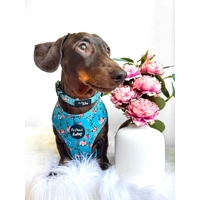 Rosie Rose Cornflower Blue Floral Dog Harness