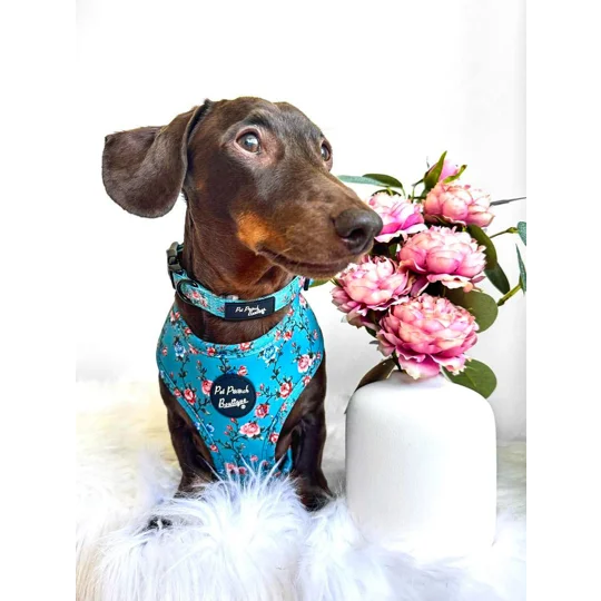 Rosie Rose Cornflower Blue Floral Dog Harness