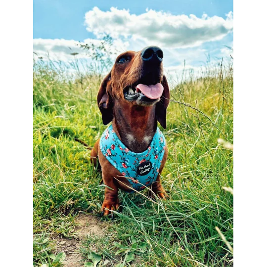 Rosie Rose Cornflower Blue Floral Dog Harness
