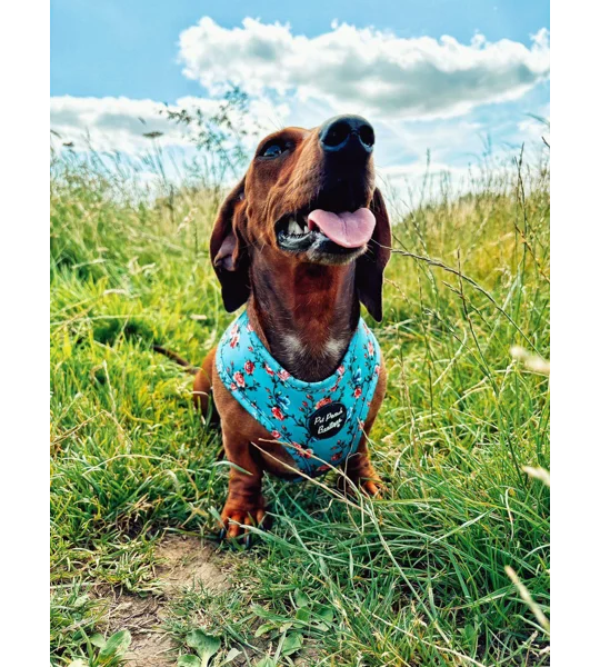 Rosie Rose Cornflower Blue Floral Dog Harness