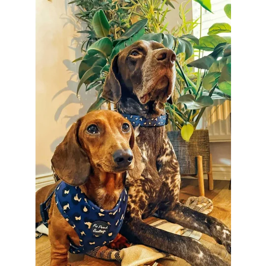 Royal Blue Leopard Dog Collar