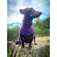 Royal Purple Patch Dog Harness